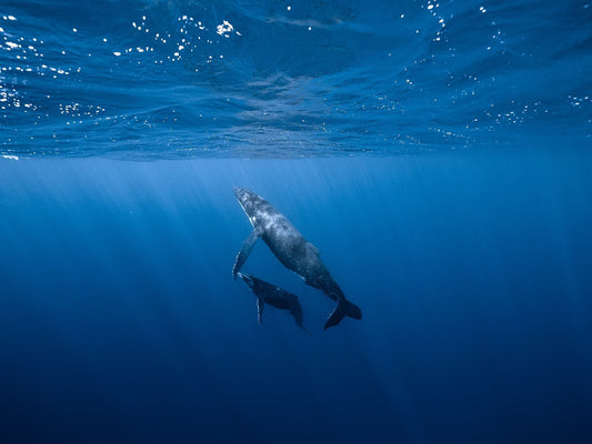 Mom and calf humpback whales in the deep blue ocean